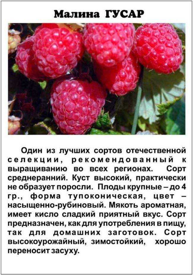 Лучшие сорта малины, топ-10 рейтинг хорошей малины