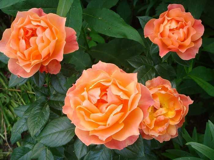 Роза флорибунда сорта с фото и названиями