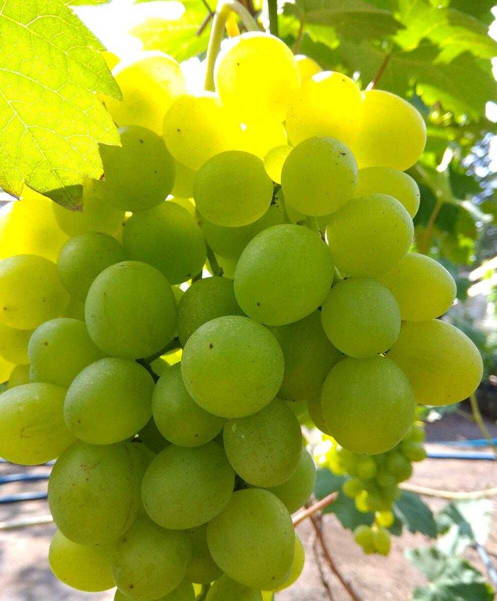 Сорта винограда для подмосковья