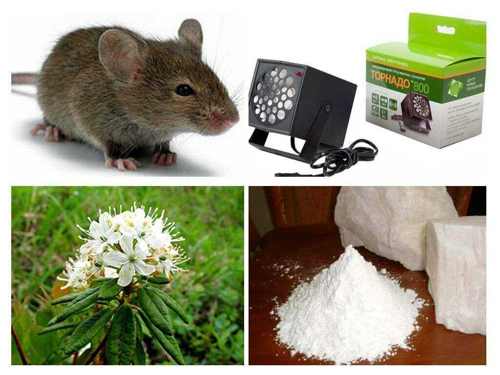 Что можно домашним мышам. Эффективное средство от мышей в частном. Мышка дома. Средство от мышей в частном доме. Средство от мышей и крыс на даче.