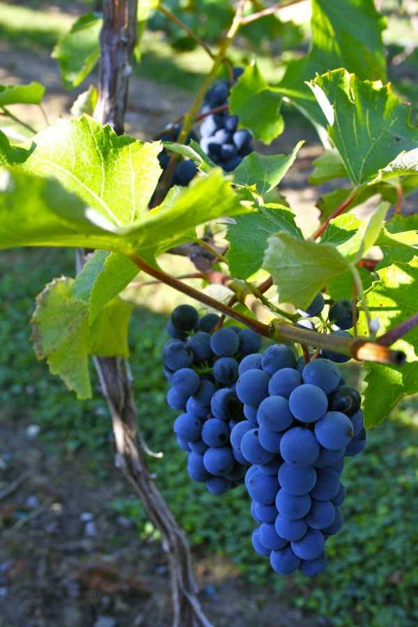 Сорта винограда для вина – выбираем по устойчивости к морозам