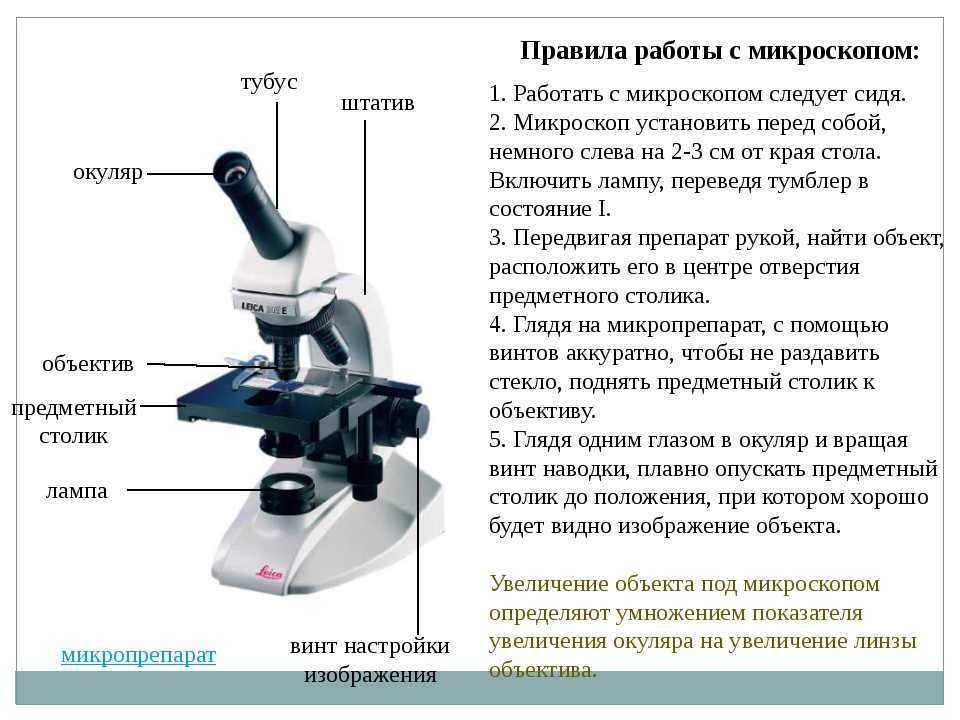 Что увеличивает изображение в микроскопе