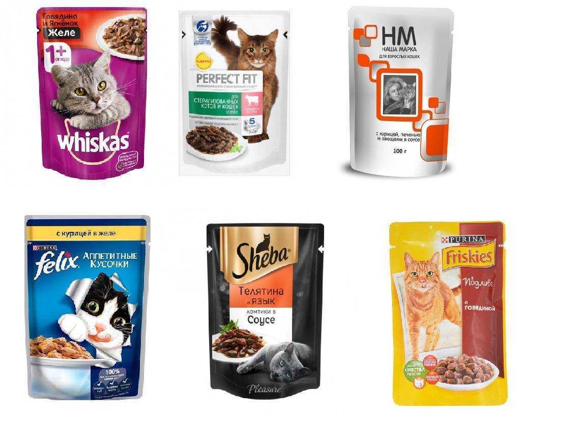 Корм для кошек с чувствительным пищеварением : выбор питания