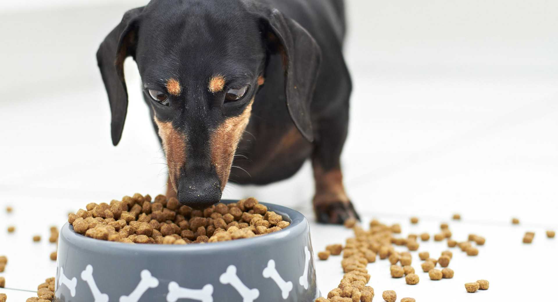 Чем кормить померанского шпица: рацион щенков и взрослых собак