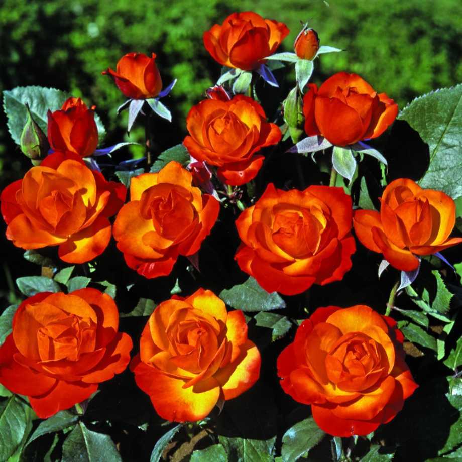 Розы флорибунда для сибири лучшие сорта фото