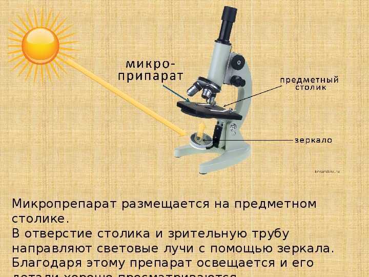 👌лучшие бинокулярные микроскопы на 2022 год