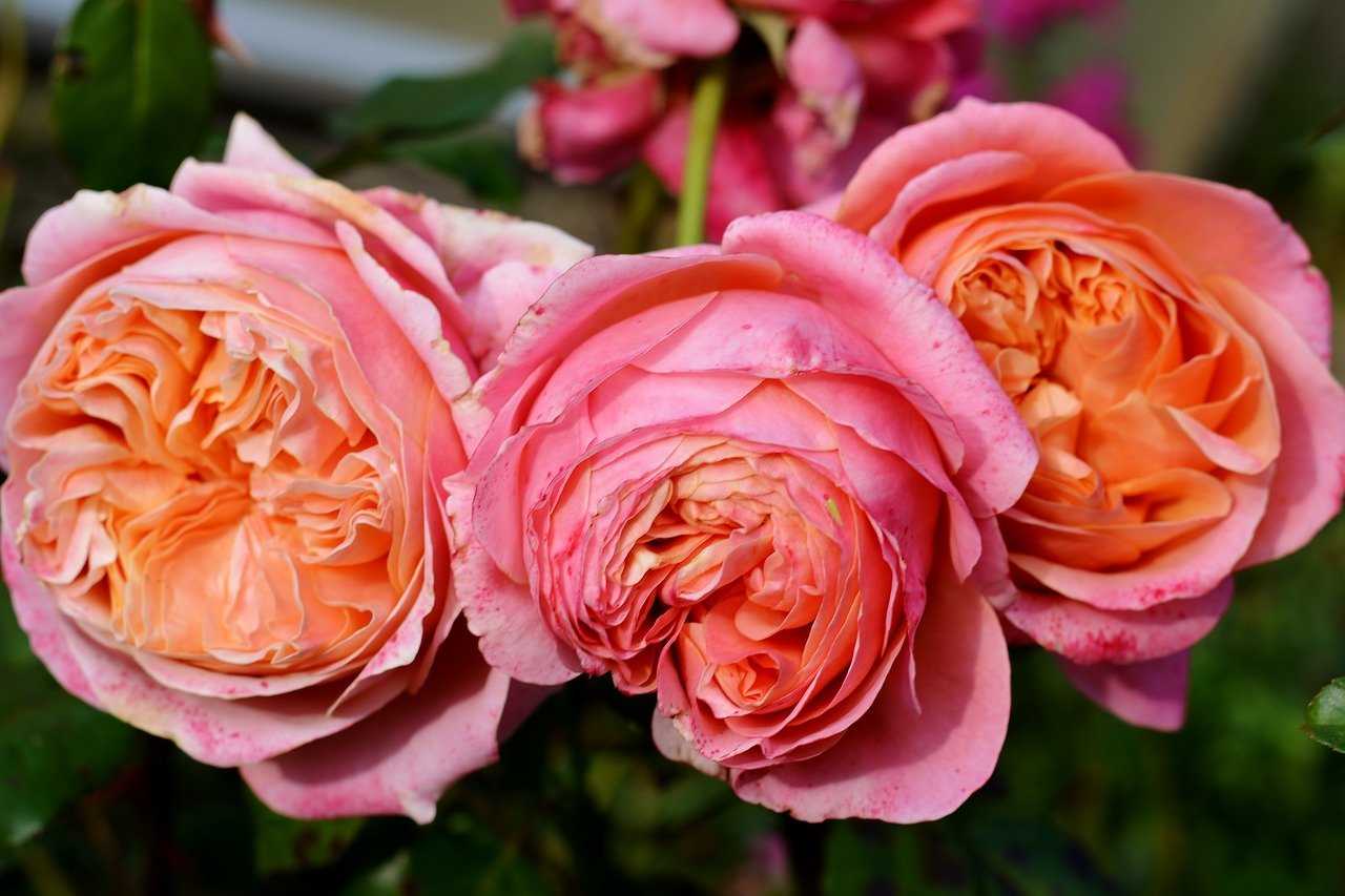 Розы английские лучшие сорта.